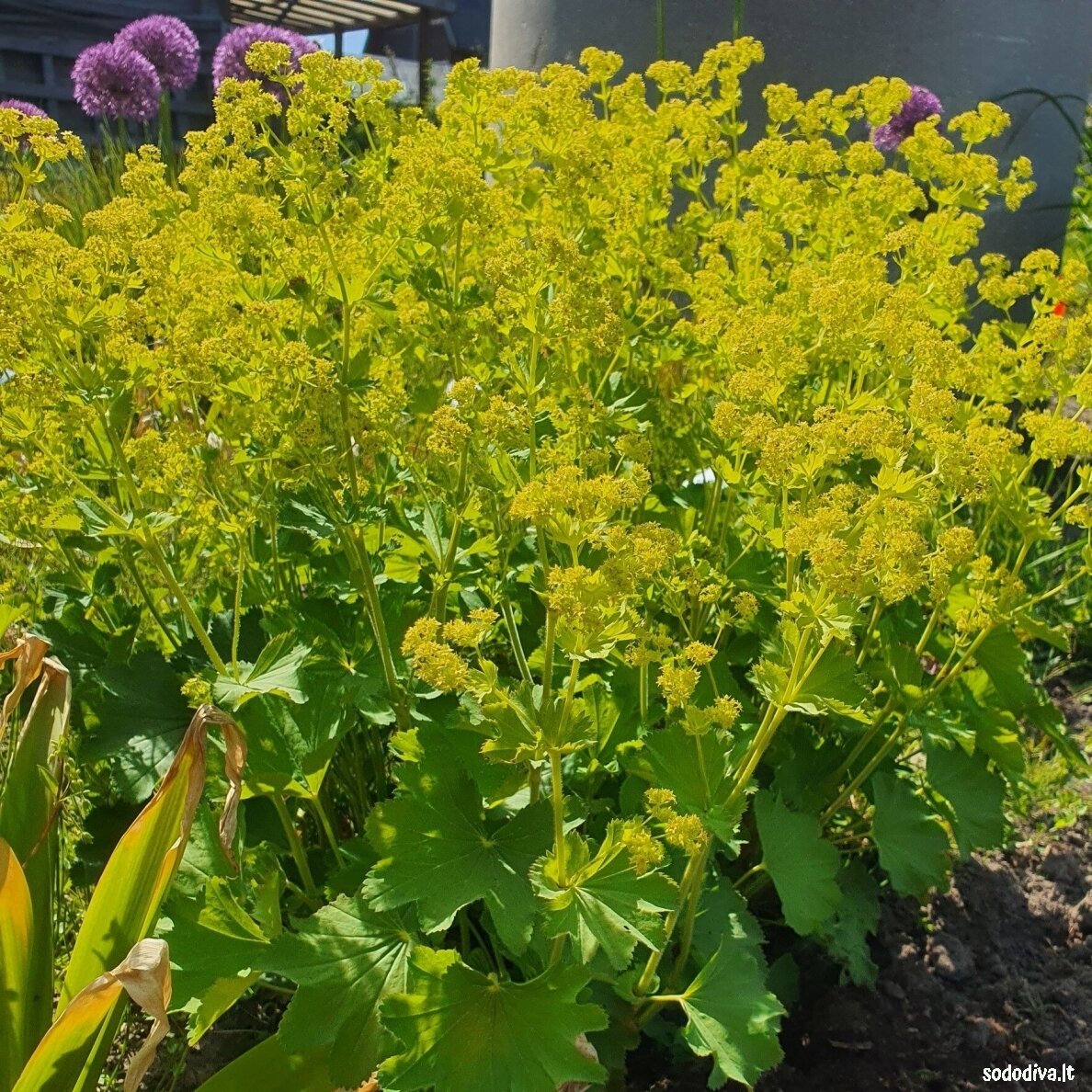 Rasakila ‘GOLD STRIKE‘ Rasakila ‘GOLD STRIKE‘