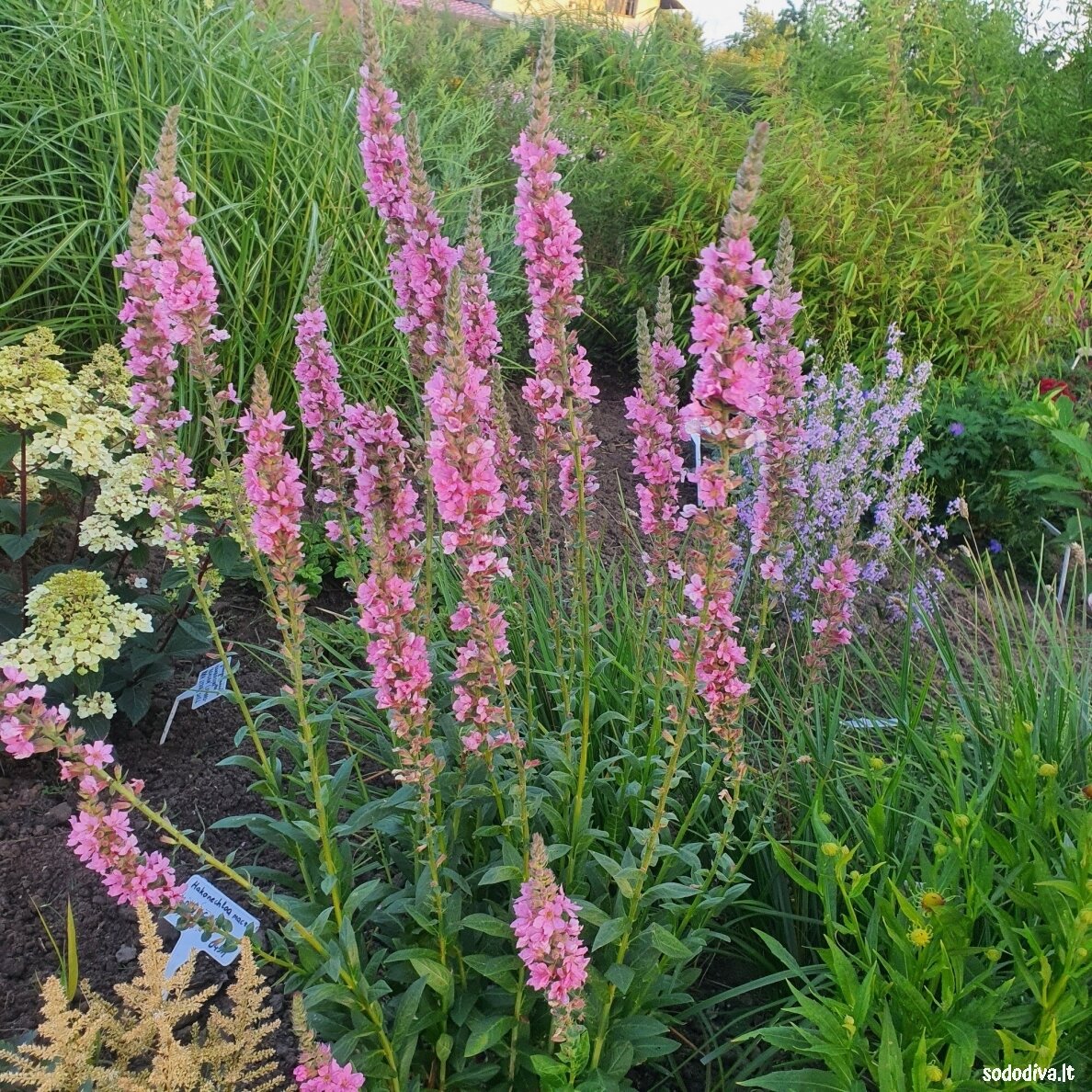 Raudoklė paprastoji ‘BLUSH‘ 1 Raudoklė paprastoji ‘BLUSH‘ 1