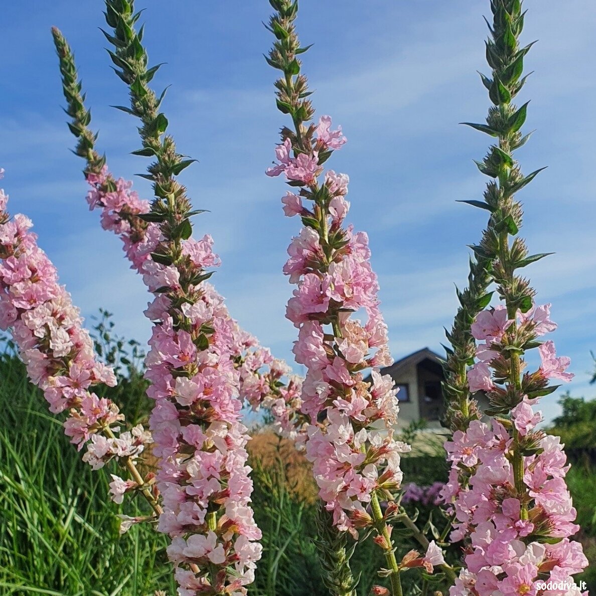 Raudoklė paprastoji ‘BLUSH‘ 2 Raudoklė paprastoji ‘BLUSH‘ 2