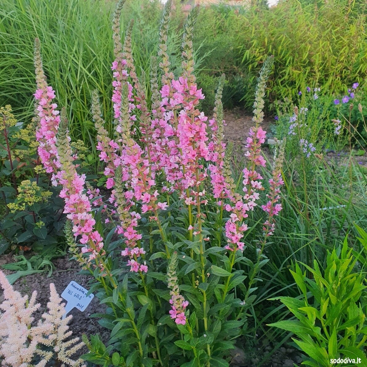 Raudoklė paprastoji ‘BLUSH‘ Raudoklė paprastoji ‘BLUSH‘