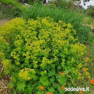 Rasakila