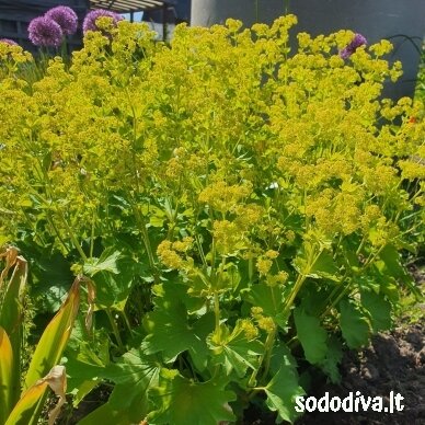 Rasakila ‘GOLD STRIKE‘ Rasakila ‘GOLD STRIKE‘