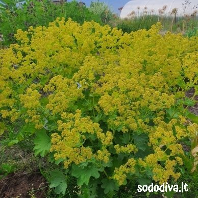 Rasakila ‘GOLD STRIKE‘ 1 Rasakila ‘GOLD STRIKE‘ 1