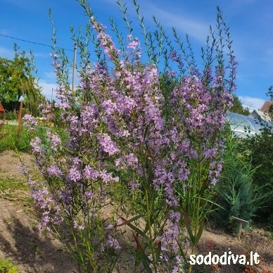 Raudoklė ‘JOY‘ Raudoklė ‘JOY‘