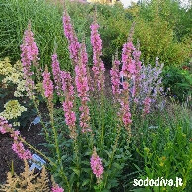 Raudoklė paprastoji ‘BLUSH‘ 1 Raudoklė paprastoji ‘BLUSH‘ 1