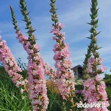 Raudoklė paprastoji ‘BLUSH‘ 2 Raudoklė paprastoji ‘BLUSH‘ 2