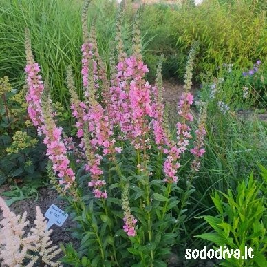 Raudoklė paprastoji ‘BLUSH‘ Raudoklė paprastoji ‘BLUSH‘