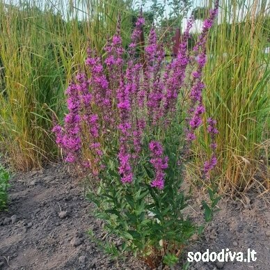 Raudoklė paprastoji ‘LADY SACKVILLE‘ 1 Raudoklė paprastoji ‘LADY SACKVILLE‘ 1