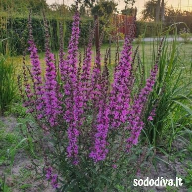 Raudoklė paprastoji ‘LADY SACKVILLE‘ Raudoklė paprastoji ‘LADY SACKVILLE‘