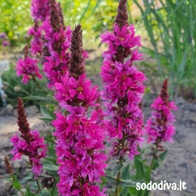 Raudoklė ‘ROBERT‘ 1 Raudoklė ‘ROBERT‘ 1