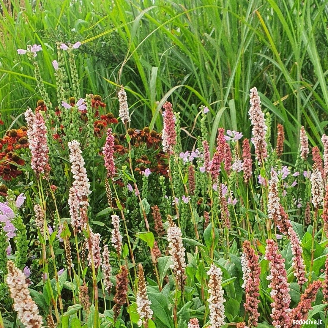 Rūgtis ‘DARJELING RED‘ 4 Rūgtis ‘DARJELING RED‘ 4