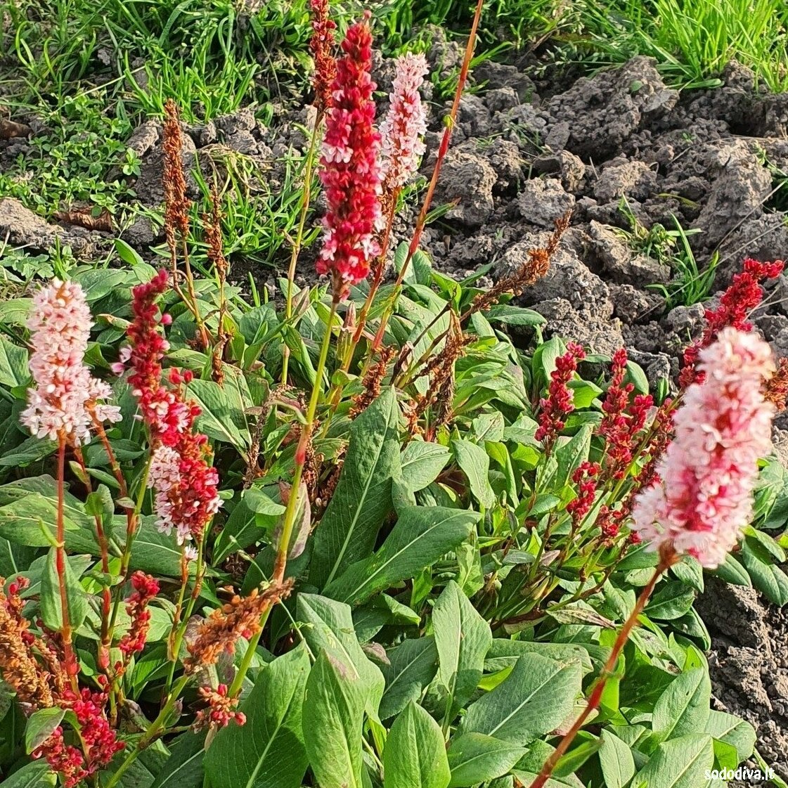 Rūgtis ‘DARJELING RED‘ 3 Rūgtis ‘DARJELING RED‘ 3
