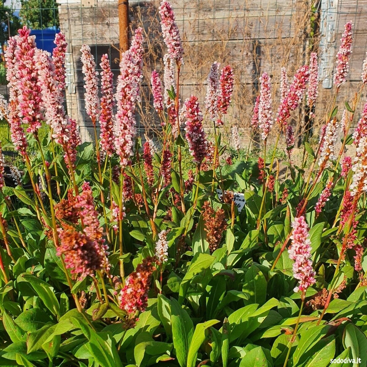 Rūgtis ‘DARJELING RED‘ 1 Rūgtis ‘DARJELING RED‘ 1