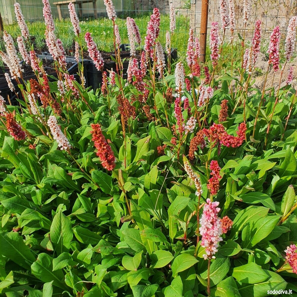 Rūgtis ‘DARJELING RED‘ 2 Rūgtis ‘DARJELING RED‘ 2