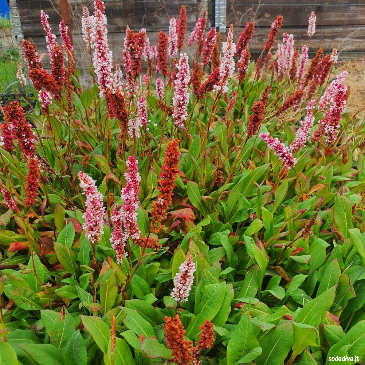 Rūgtis ‘DARJELING RED‘