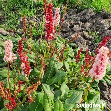 Rūgtis ‘DARJELING RED‘ 3 Rūgtis ‘DARJELING RED‘ 3