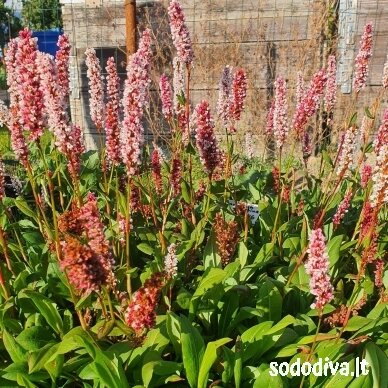 Rūgtis ‘DARJELING RED‘ 1 Rūgtis ‘DARJELING RED‘ 1