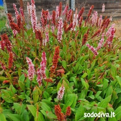 Rūgtis ‘DARJELING RED‘ Rūgtis ‘DARJELING RED‘