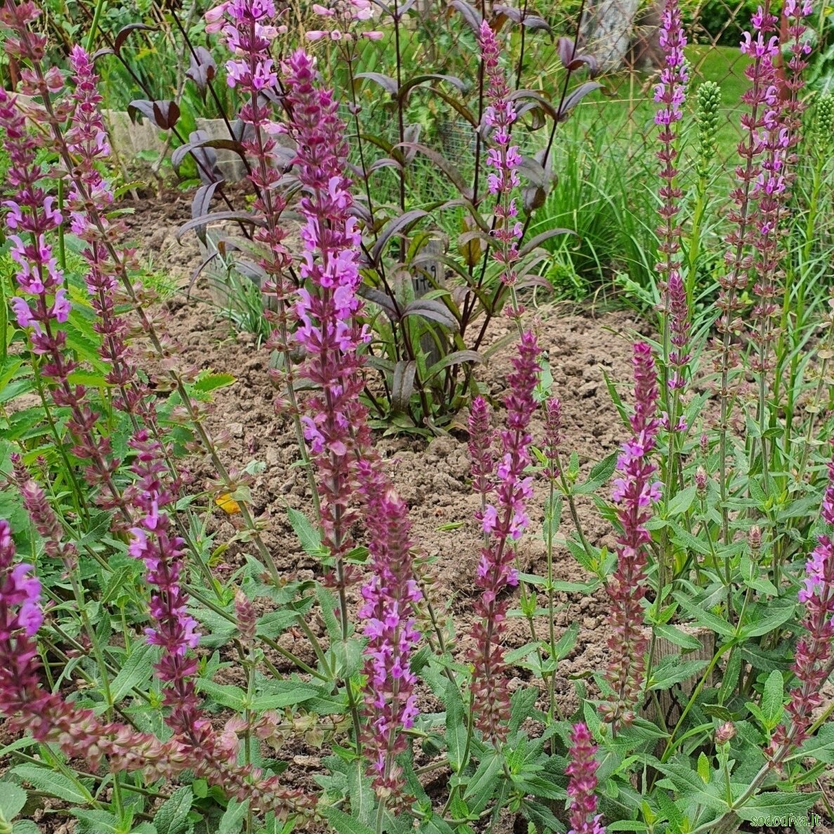 Šalavijas gojinis 'AMETHYST' 2 Šalavijas gojinis 'AMETHYST' 2