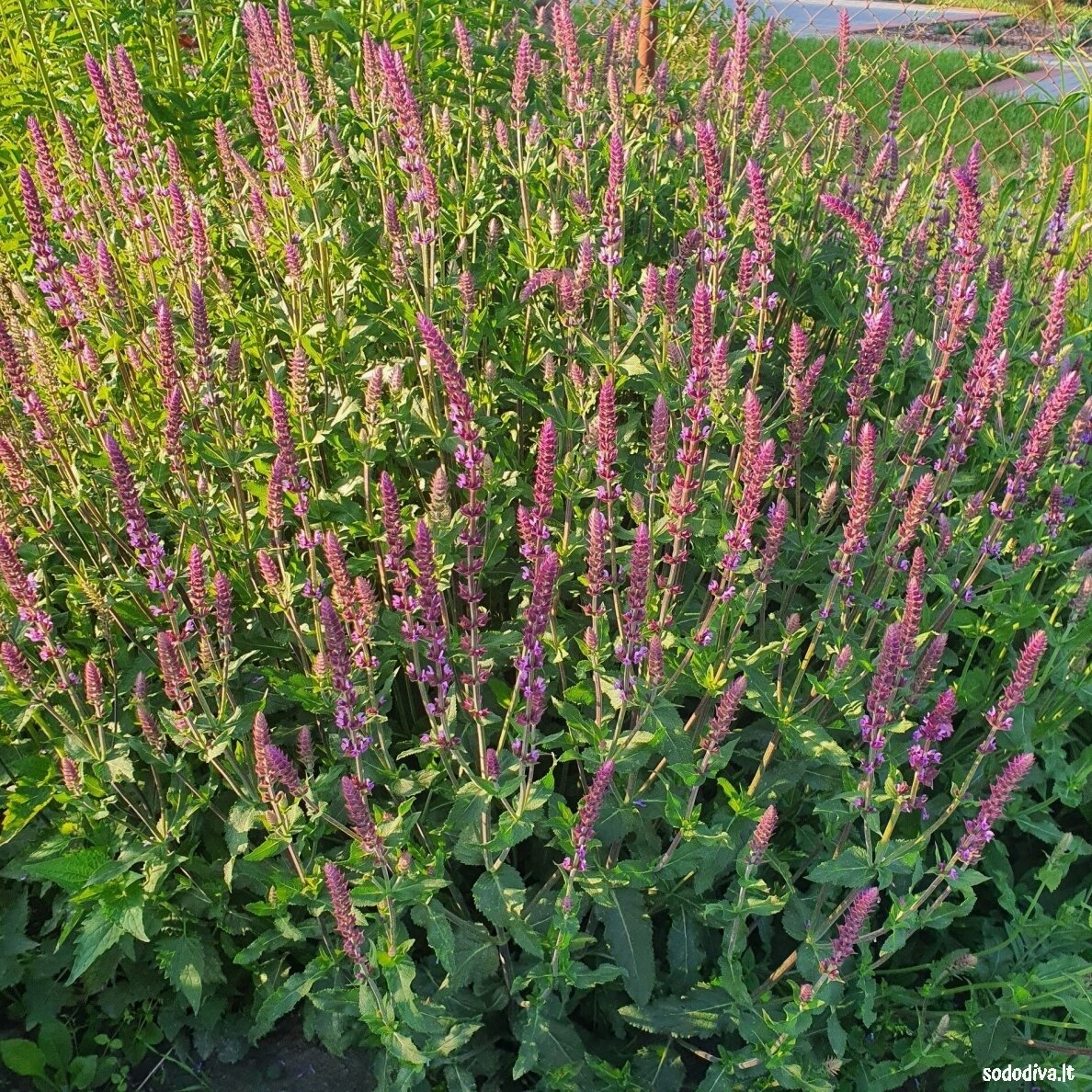 Šalavijas gojinis 'AMETHYST' 1 Šalavijas gojinis 'AMETHYST' 1