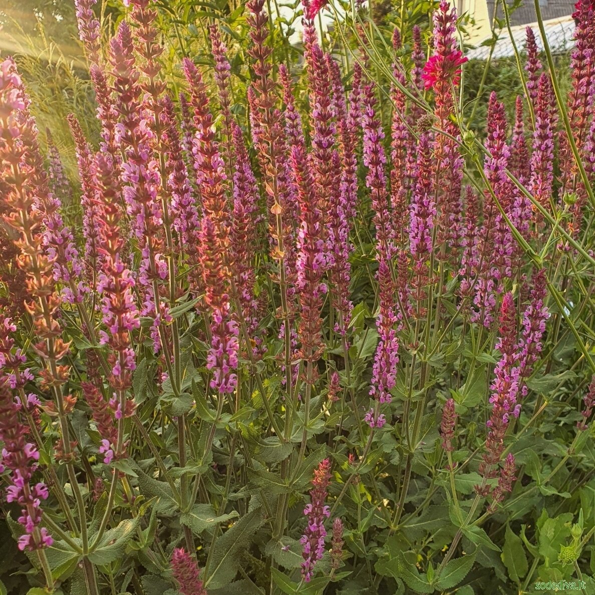 Šalavijas gojinis 'AMETHYST' Šalavijas gojinis 'AMETHYST'