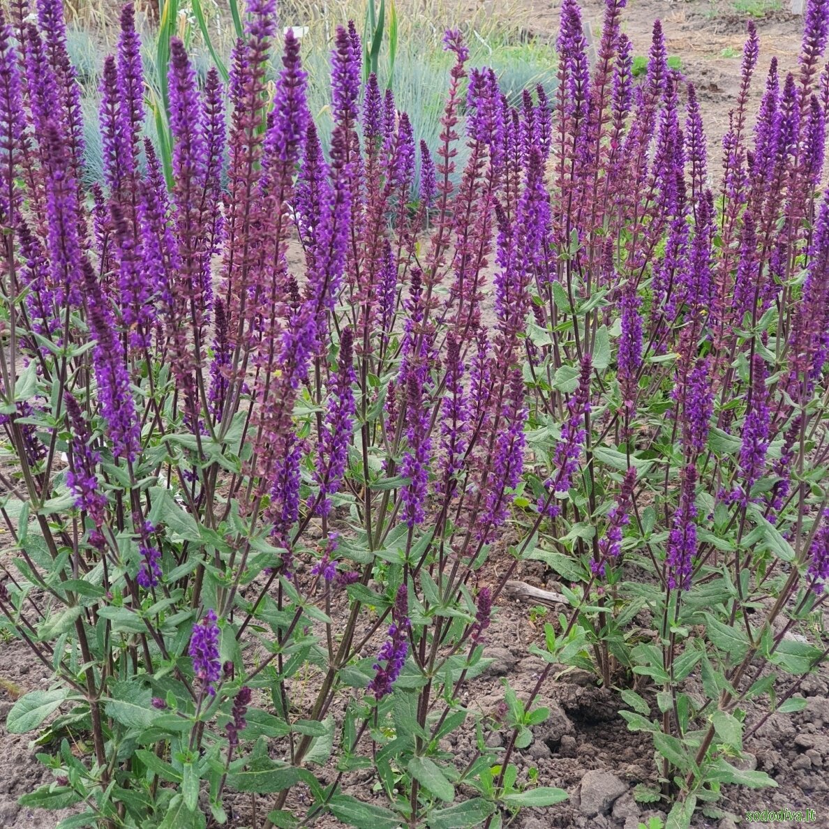 Šalavijas gojinis ‘CARADONNA‘ 1 Šalavijas gojinis ‘CARADONNA‘ 1