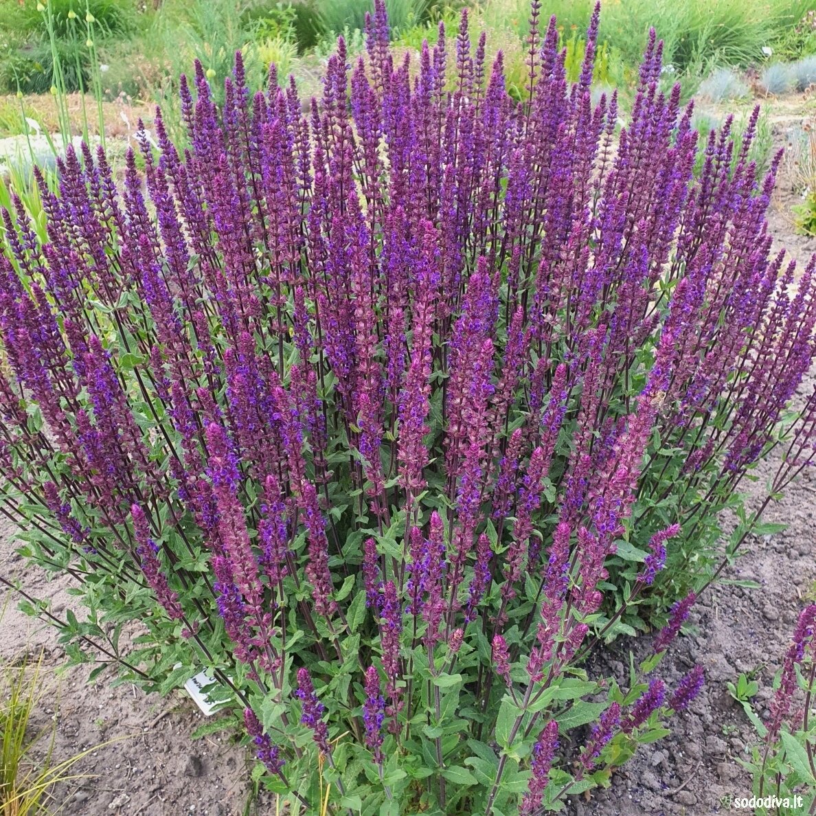 Šalavijas gojinis ‘CARADONNA‘ Šalavijas gojinis ‘CARADONNA‘