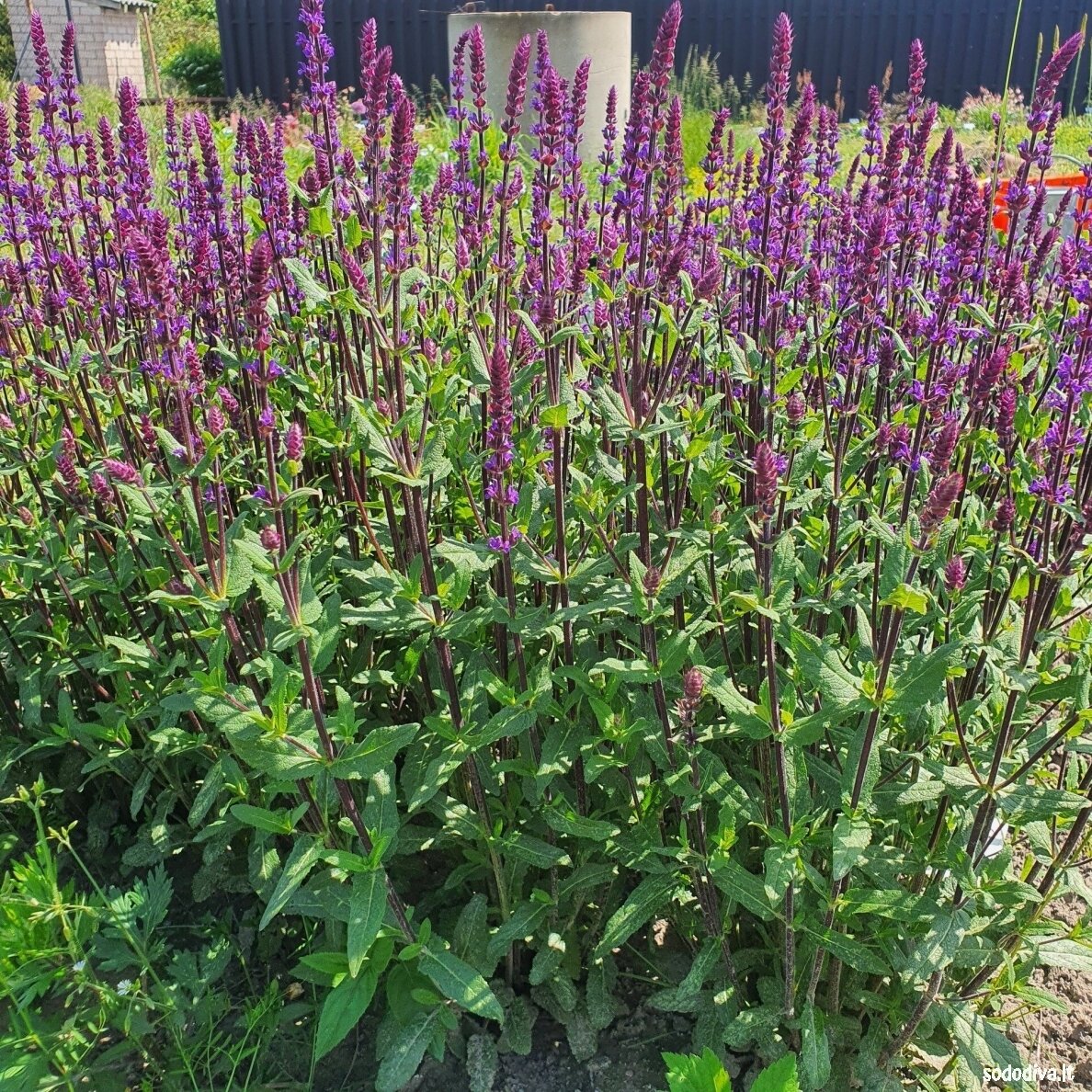 Šalavijas gojinis ‘CARADONNA‘ 2 Šalavijas gojinis ‘CARADONNA‘ 2