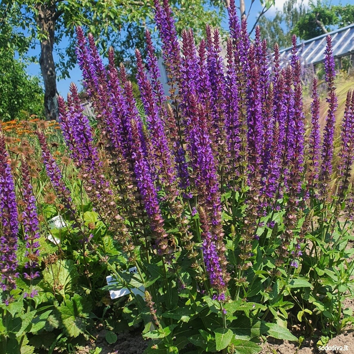 Šalavijas gojinis 'OSTFRIESLAND' 2 Šalavijas gojinis 'OSTFRIESLAND' 2