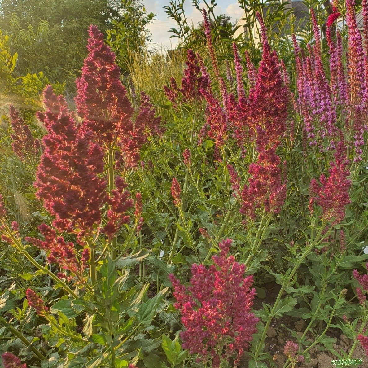 Šalavijas gojinis 'SCHWELLENBURG' 4 Šalavijas gojinis 'SCHWELLENBURG' 4