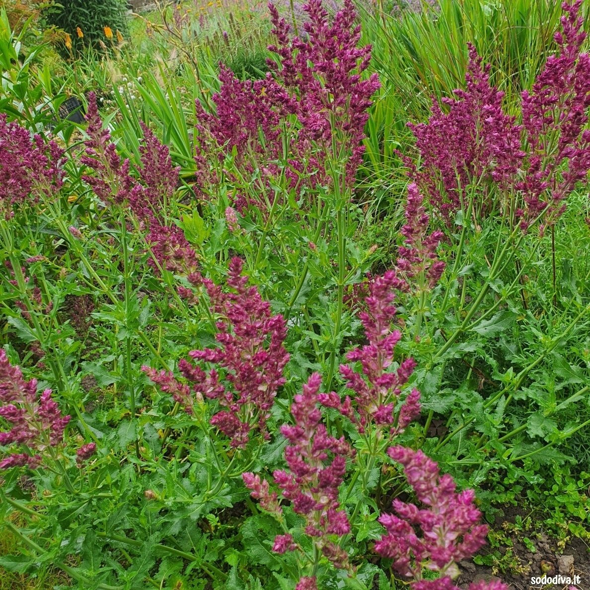 Šalavijas gojinis 'SCHWELLENBURG' 5 Šalavijas gojinis 'SCHWELLENBURG' 5