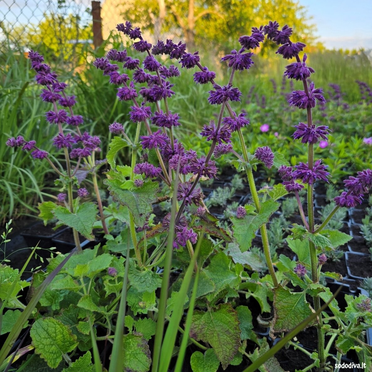 Šalavijas ‘PURPLE RAIN‘ 1 Šalavijas ‘PURPLE RAIN‘ 1