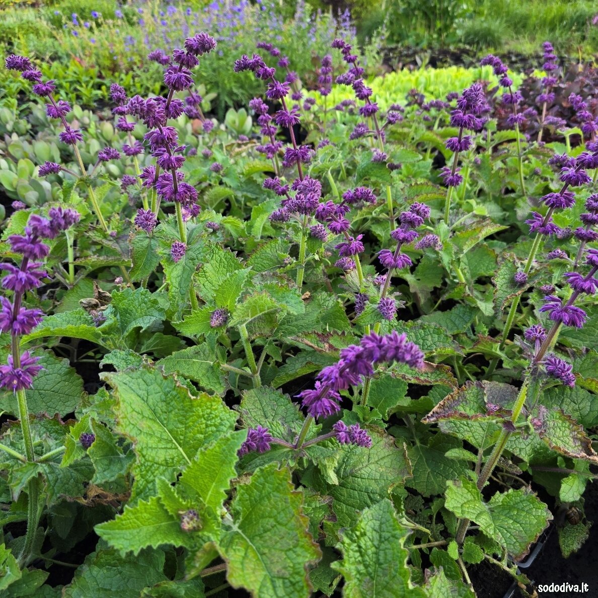 Šalavijas ‘PURPLE RAIN‘ Šalavijas ‘PURPLE RAIN‘