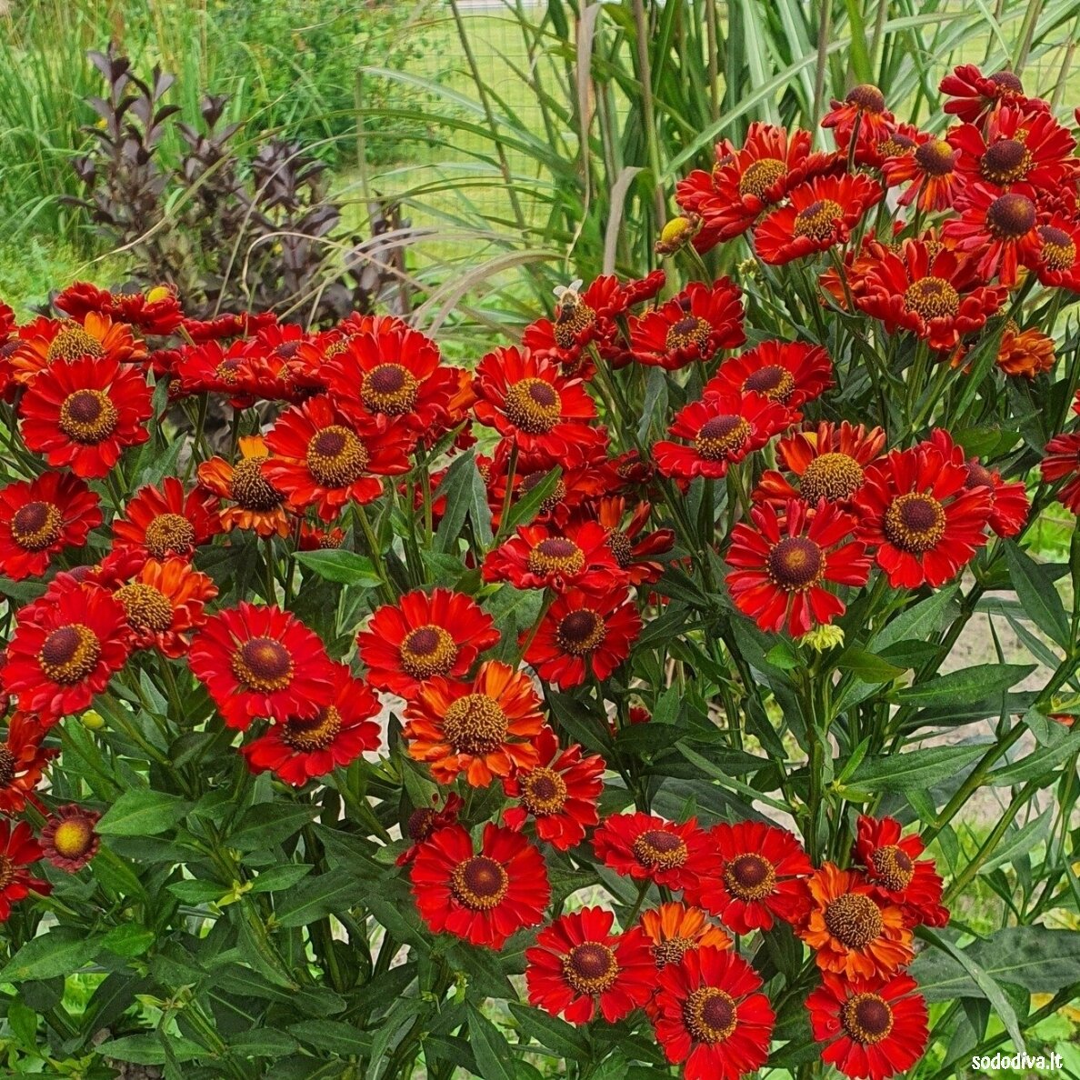 Saulainė ‘HOT LAVA‘