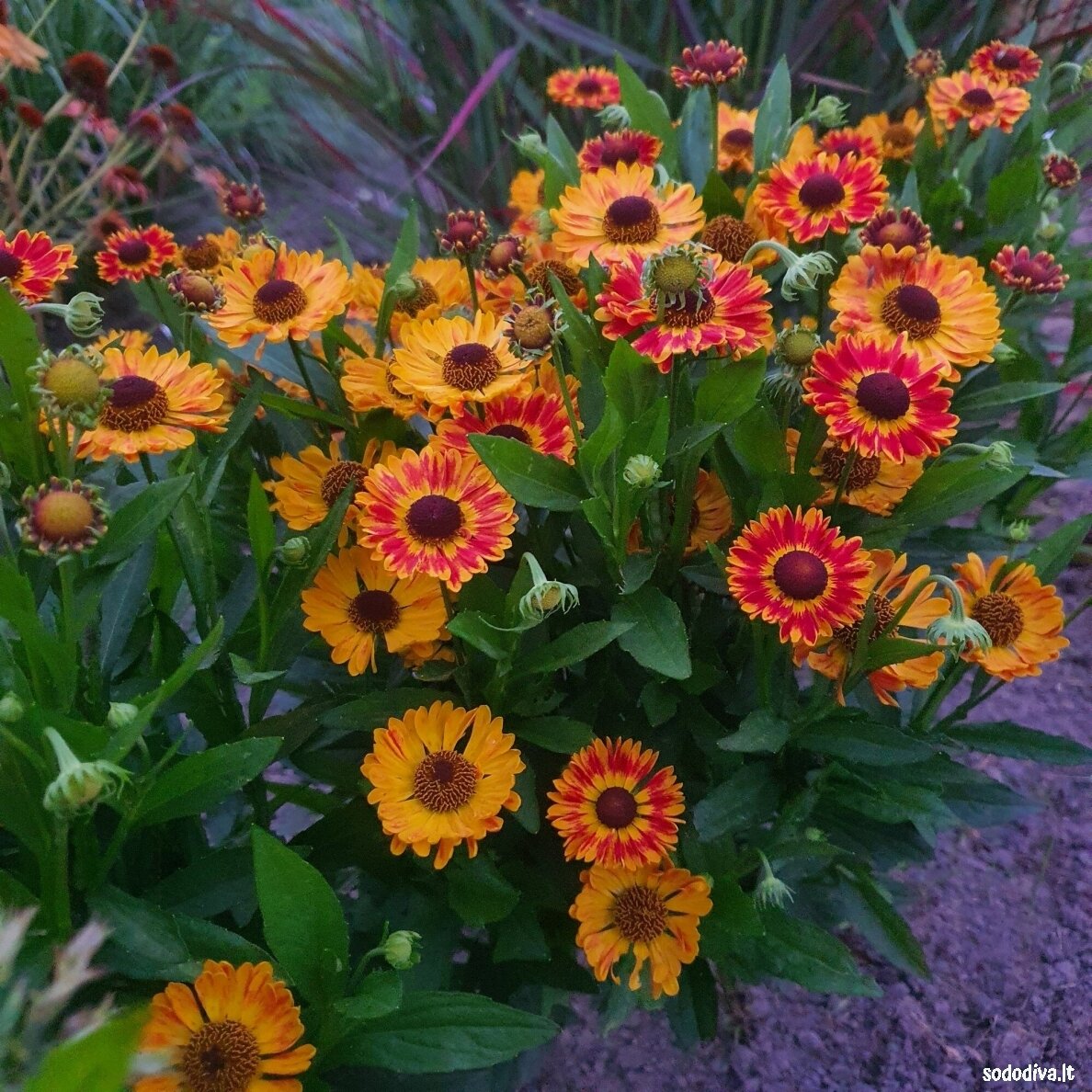 Saulainė rudeninė ‘FUEGO‘ Saulainė rudeninė ‘FUEGO‘