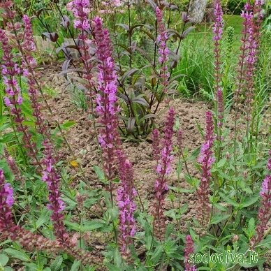 Šalavijas gojinis 'AMETHYST' 2 Šalavijas gojinis 'AMETHYST' 2