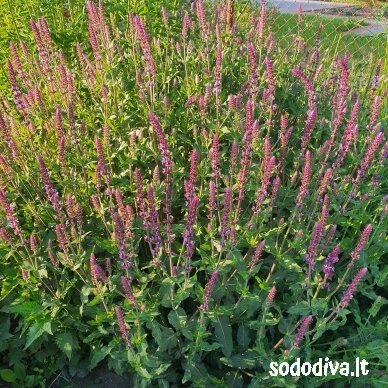 Šalavijas gojinis 'AMETHYST' 1 Šalavijas gojinis 'AMETHYST' 1