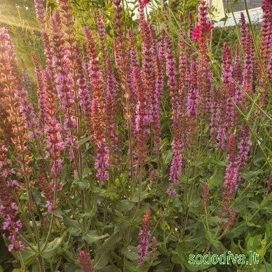 Šalavijas gojinis 'AMETHYST' Šalavijas gojinis 'AMETHYST'