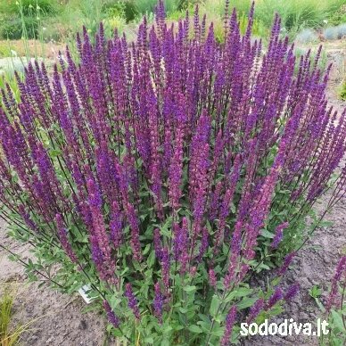 Šalavijas gojinis ‘CARADONNA‘ Šalavijas gojinis ‘CARADONNA‘