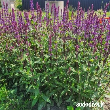 Šalavijas gojinis ‘CARADONNA‘ 2 Šalavijas gojinis ‘CARADONNA‘ 2