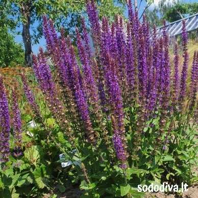 Šalavijas gojinis 'OSTFRIESLAND' 2 Šalavijas gojinis 'OSTFRIESLAND' 2