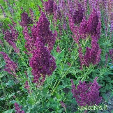 Šalavijas gojinis 'SCHWELLENBURG' Šalavijas gojinis 'SCHWELLENBURG'