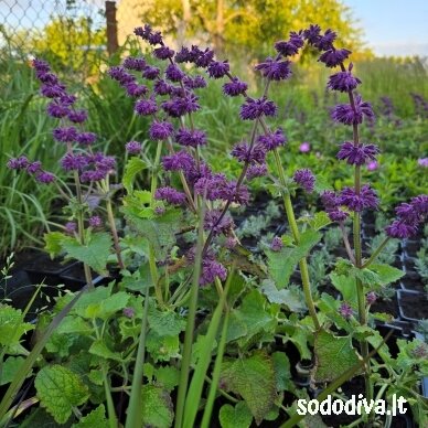Šalavijas ‘PURPLE RAIN‘ 1 Šalavijas ‘PURPLE RAIN‘ 1