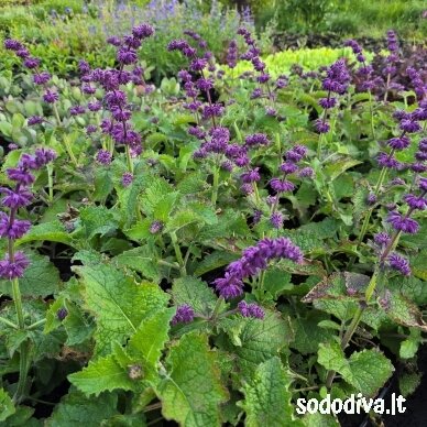 Šalavijas ‘PURPLE RAIN‘ Šalavijas ‘PURPLE RAIN‘