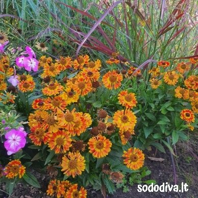 Saulainė rudeninė ‘FUEGO‘ 1 Saulainė rudeninė ‘FUEGO‘ 1