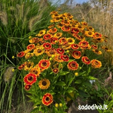 Saulainė rudeninė ‘FUEGO‘ 2 Saulainė rudeninė ‘FUEGO‘ 2