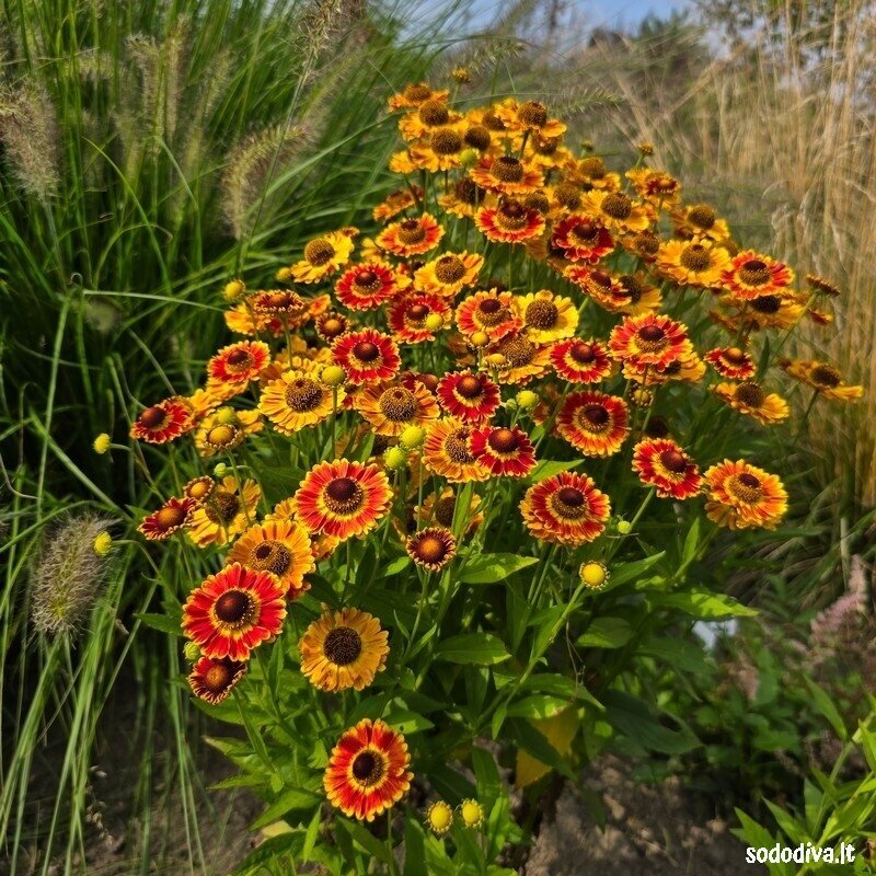 Saulainė rudeninė ‘FUEGO‘ 2 Saulainė rudeninė ‘FUEGO‘ 2