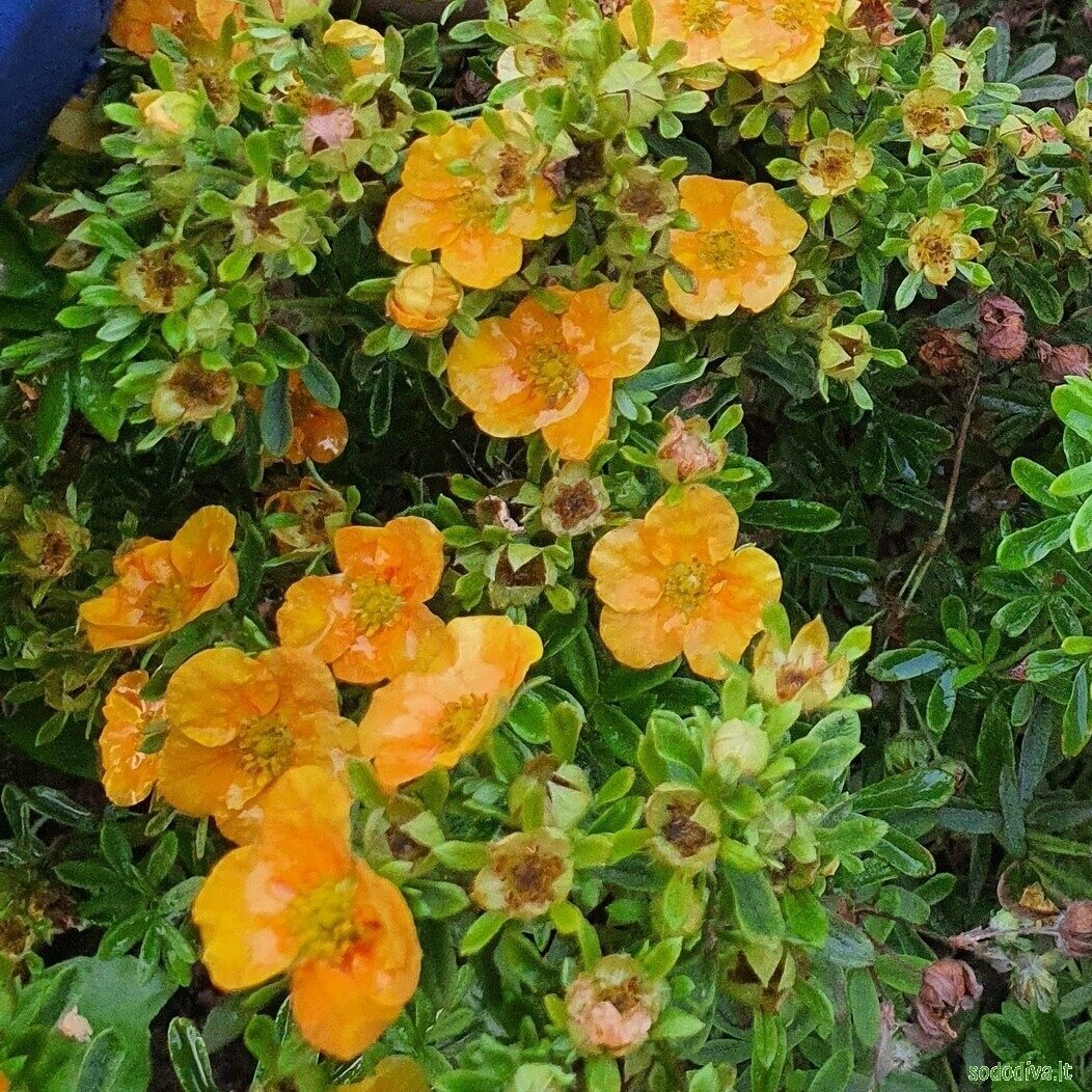 Sidabrakrūmis paprastasis 'MANGO TANGO' Sidabrakrūmis paprastasis 'MANGO TANGO'