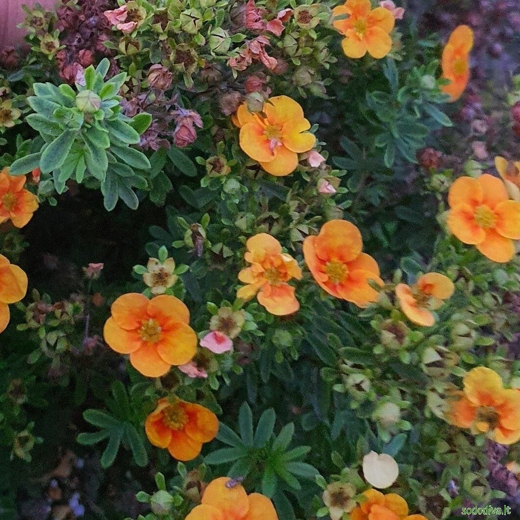 Sidabrakrūmis paprastasis 'MANGO TANGO' 2 Sidabrakrūmis paprastasis 'MANGO TANGO' 2