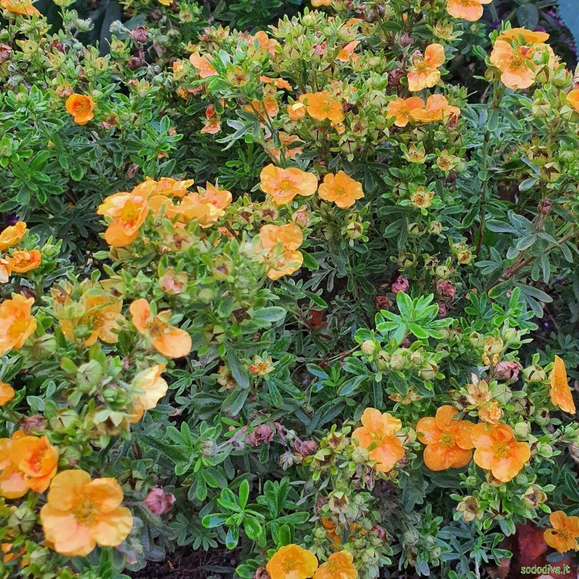 Sidabrakrūmis paprastasis 'MANGO TANGO' 1 Sidabrakrūmis paprastasis 'MANGO TANGO' 1